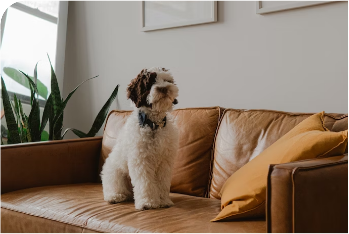 dog on leather sofa